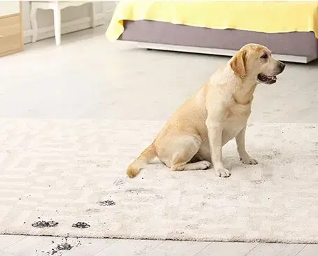 Dog's dirty footprints on rug | CR Carpet